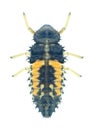 Beetle Harmonia axyridis (larva)