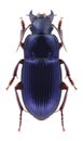 Beetle Harpalus rubripe