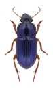 Beetle Harpalus rubripes Royalty Free Stock Photo