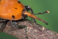 Palm weevil Rhynchophorus ferrugineus