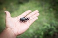 Beetle, holding the hand of the insect Royalty Free Stock Photo