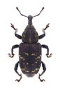 Beetle Hylobius abietis Royalty Free Stock Photo