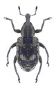 Beetle Hypera adspersa Royalty Free Stock Photo