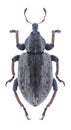 Beetle Hypera postica Royalty Free Stock Photo