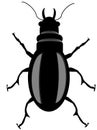 Beetle Illustration 