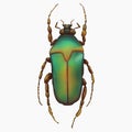 Beetle Insect Arthropod Variation 7 Isolated, Transparent Background