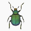 Beetle Insect Arthropod Variation 8 Isolated, Transparent Background