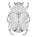 Beetle-insect coloring book.beetle illustration