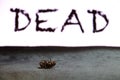 Beetle insect lie supine on the dark floor with black DEAD text on background. Royalty Free Stock Photo