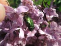 Beetle, insect on the lilac. Ground green beetle. Royalty Free Stock Photo