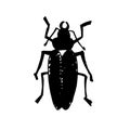 Beetle insect. Nature water beetle and zoology water beetle. Wildlife insect water black beetle ecology detail. Royalty Free Stock Photo