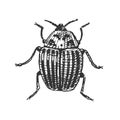 Beetle, Insect Species Isolated Engraved, Hand Drawn Animal In Vintage Style