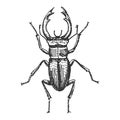 Beetle, insect species isolated engraved, hand drawn animal in vintage style Royalty Free Stock Photo