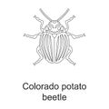 Beetle insect vector outline icon. Vector illustration bug insect on white background. Isolated outline illustration Royalty Free Stock Photo