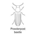 Beetle insect vector outline icon. Vector illustration bug insect on white background. Isolated outline illustration Royalty Free Stock Photo