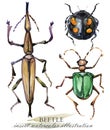 Beetle. Insect watercolor illustration.