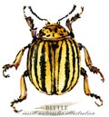 Beetle. Insect watercolor illustration.