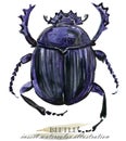 Beetle. Insect watercolor illustration.