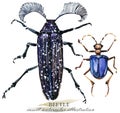 Beetle. Insect watercolor illustration.