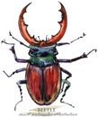 Beetle. Insect watercolor illustration.