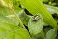 Beetle insects on green leaves