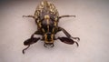 Beetle isolated . Polyphylla fullo beetle on white background close up the head of a beetle closeup beetle insects, insect, bug,