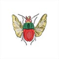 Beetle isolated vector illustration on white background. Insect as logo, print Royalty Free Stock Photo