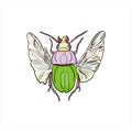 Beetle isolated vector illustration on white background. Insect as logo Royalty Free Stock Photo