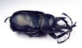 Beetle isolated on white, Giant black rhinoceros beetle Megasoma actaeon macro. Collection beetles, Dynastidae, Coleoptera