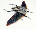 Beetle isolated on white. Goliathus orientalis black wings close up macro, collection insects