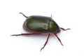 Green beetle