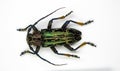 Beetle isolated on white. Longhorn beetle metallic green Sphignotus dunningi close up. Collection beetles. Cerambycidae. Insects. Royalty Free Stock Photo