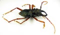 Beetle isolated on white. Longhorn beetle odd shaped Prionacalus cacicus from Peru close up. Collection beetles. Cerambycidae.