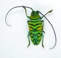 Beetle isolated on white. Longhorn beetle bright green color Sternotomis amabilis from Cameroon close up. Collection beetles.