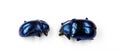 Beetle isolated on white. metallic blue leave beetles Leptinotaisa haldemani. Chrysomelidae. Collection beetles.