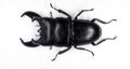 Beetle, isolated on white, Real giant stag beetle, black color, Dorcus titanus, Indonesia, huge jaws, Lucanidae,