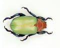 Beetle isolated on white. Round green red leaf beetle Chrysina erubescens macro. Chysomelidae, colection beetles, coleoptera