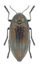 Beetle Julodis aeneipes Royalty Free Stock Photo