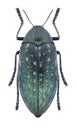 Beetle Julodis aequinoctialis aequinoctialis Royalty Free Stock Photo