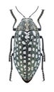 Beetle Julodis klapperichi Royalty Free Stock Photo