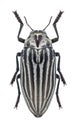 Beetle Julodis punctatocostata punctatocostata Royalty Free Stock Photo