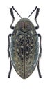 Beetle Julodis rothii Royalty Free Stock Photo