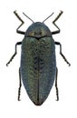 Beetle Julodis witchillii Royalty Free Stock Photo