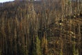 Beetle Kill Bridger Teton National Forest.