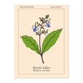 Beetle killer, Clerodendrum serratum , medicinal plant