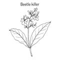 Beetle killer, Clerodendrum serratum , medicinal plant