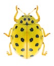 Beetle Ladybird Psyllobora vigintiduopunctata Royalty Free Stock Photo