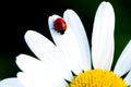 Beetle Ladybug and chamomile flower