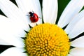 Beetle Ladybug and chamomile flower