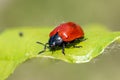 Beetle ladybug on a green leaf